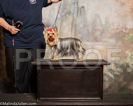 Yorkshire Terrier #8 Sat Custom martin JohnsonSSR_1093-Mj-HR3