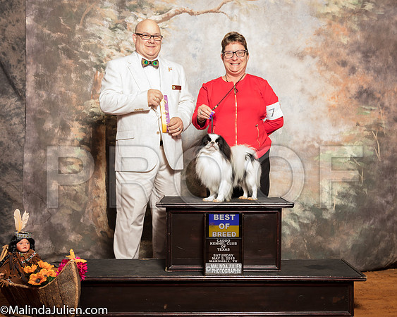 Japanese Chin #7 Sat BOB Balter Sheila Fleming Dr Anthony Hewitt Judge Bradley JenkinsSSR_1007-Mj-HR3