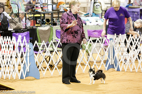 Chihuahua #6 Rings Sat_ST_4760-Mj-HR3
