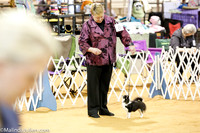 Chihuahua #6 Rings Sat