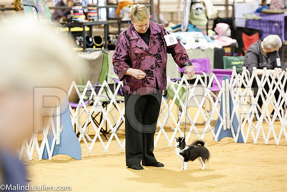 Chihuahua #6 Rings Sat_ST_4759-Mj-HR3