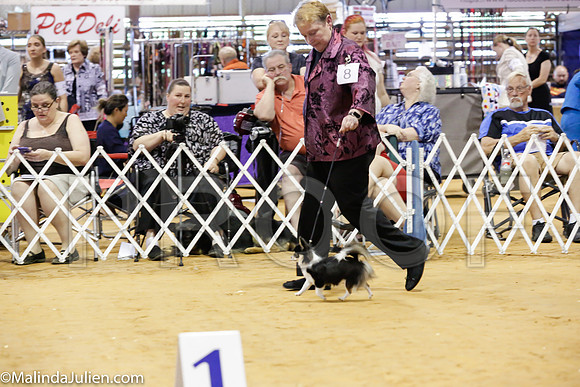 Chihuahua #6 Rings Sat_ST_4771-Mj-HR3