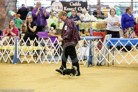 Chihuahua #6 Rings Sat_ST_4792-Mj-HR3
