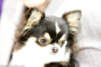 Chihuahua Long Coat #6 Sat Rings