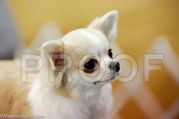 Chihuahua Long Coat #6 Sat Rings_ST_4353-Mj-HR3
