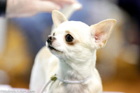 Chihuahua Smooth #6 Sat Rings