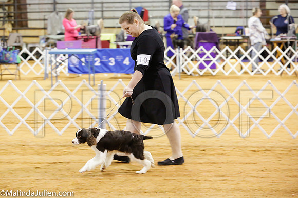 English Springer Spaniels #7-10 Sat Rings_ST_4569-Mj-HR3