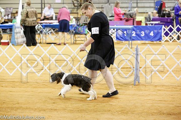 English Springer Spaniels #7-10 Sat Rings_ST_4572-Mj-HR3