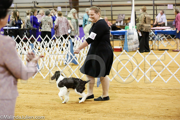 English Springer Spaniels #7-10 Sat Rings_ST_4575-Mj-HR3