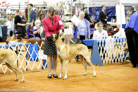Great Dane Ash Leah Turk Ring Sat