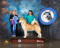 Alaskan Malamute #18 Wed WB BOW Judge Wendy Corr