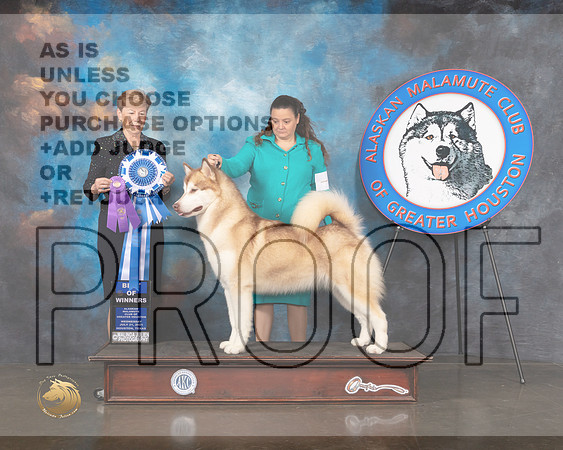 Alaskan Malamute #18 Wed WB BOW Judge Wendy Corr-MMJ_0330-HOUSTON21-HR3