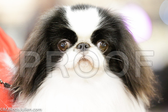 Japanese Chin #7 Sat Ring_ST_4073-Mj-HR3