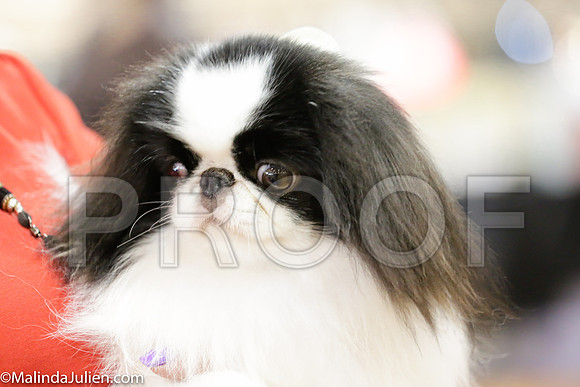 Japanese Chin #7 Sat Ring_ST_4076-Mj-HR3
