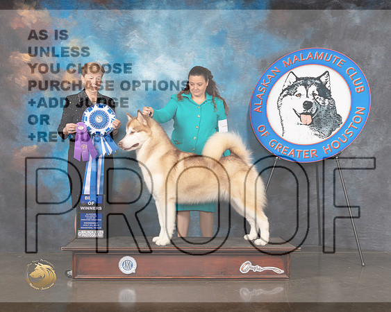 Alaskan Malamute #18 Wed WB BOW Judge Wendy Corr-MMJ_0331-HOUSTON21-HR3