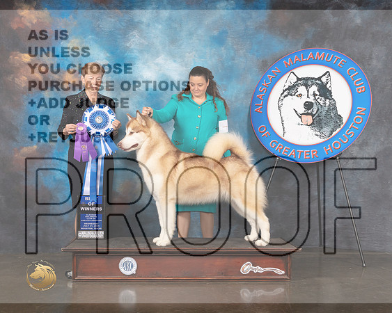 Alaskan Malamute #18 Wed WB BOW Judge Wendy Corr-MMJ_0332-HOUSTON21-HR3