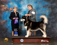 Alaskan Malamute #19 Wed WD Judge Wendy Corr