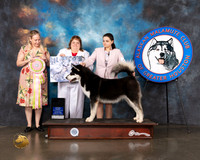 Alaskan Malamute #21 Wed BP Grand Sweeps Judge Linda Allen