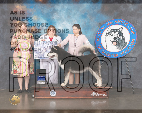 Alaskan Malamute #21 Wed BP Grand Sweeps Judge Linda Allen-MMJ_0320-HOUSTON21-HR3