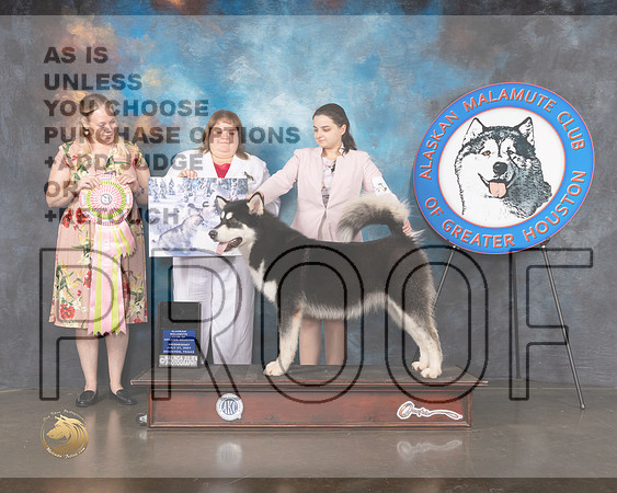 Alaskan Malamute #21 Wed BP Grand Sweeps Judge Linda Allen-MMJ_0323-HOUSTON21-HR3