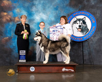 Alaskan Malamute #J40 Wed BJ Judge Wendy Corr