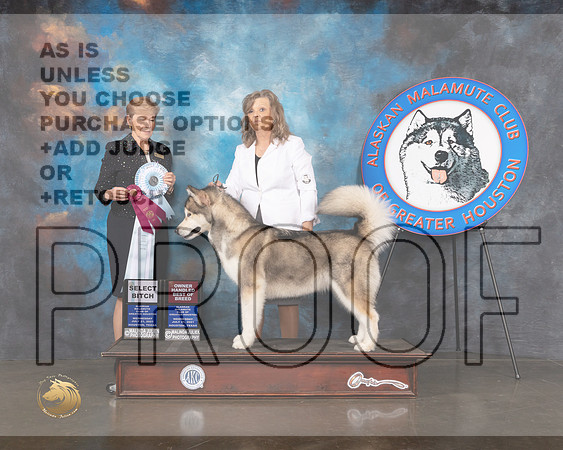 Alaskan Malmute #6 Wed SB BOS Judge Wendy Corr-MMJ_0325-HOUSTON21-HR3