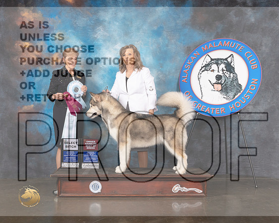 Alaskan Malmute #6 Wed SB BOS Judge Wendy Corr-MMJ_0327-HOUSTON21-HR3
