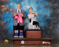Boston Terrier #40 Wed BOS OHBOB Judge Tom Davis