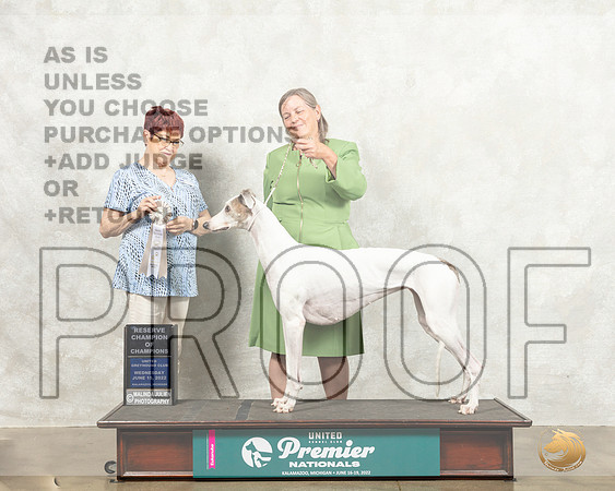 Greyhound #100 Wed RC Judge Marian Campbell_MMJ_6799_Premier_2022_HR3