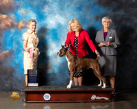 Boxer #36 Wed VetBitch Judge Evelyn Gregory