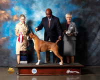 Boxer #51 Wed BOS Judge Evelyn Gregory