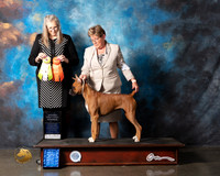 Boxer #70 Wed GrSweeps Judge Chris Ann Moore