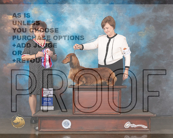 Dachshund Longhaired #10 Wed BOS Judge Debbie Melgreen-MMJ_0653-HOUSTON21-HR3