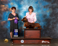 Dachshund Longhaired #5 Wed WD Judge Debbie Melgreen