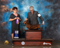 Dachshund Smooth #8 Wed BOV Judge Debbie Melgreen