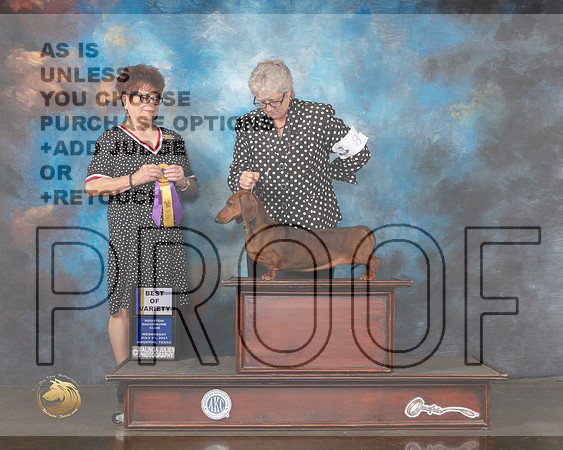 Dachshund Smooth #8 Wed BOV Judge Debbie Melgreen-MMJ_0641-HOUSTON21-HR3