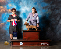 Dachshund Wirehaired #5 Wed BOS Judge Debbie Melgreen