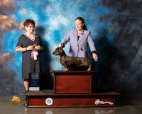 Dachshund Wirehaired #8 Wed BOV Judge Debbie Melgreen