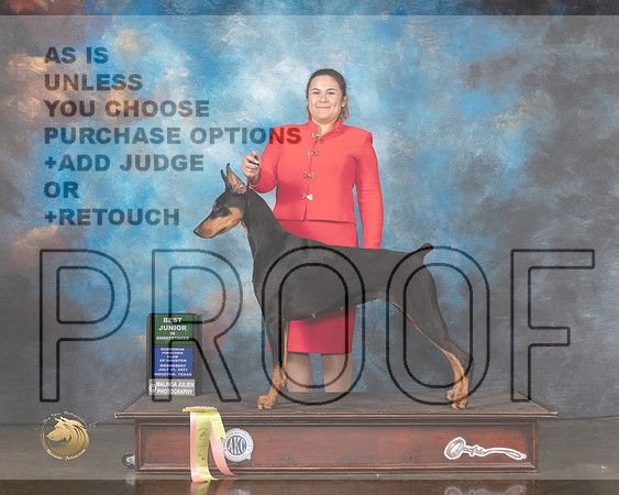 Doberman  PInscher #10 Wed BJrSweeps Judge Randy Garren-MMJ_0734-HOUSTON21-HR3