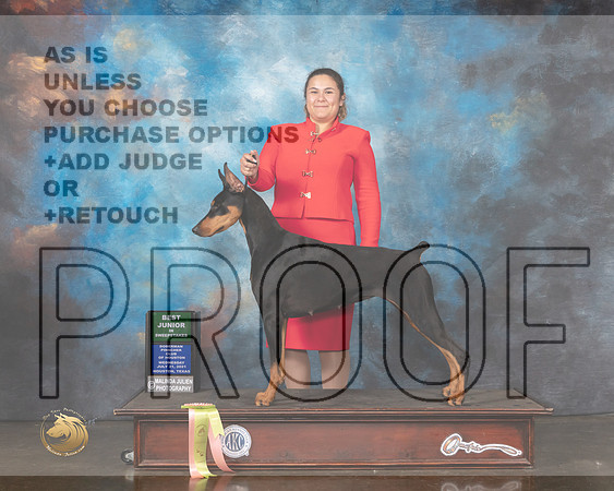 Doberman  PInscher #10 Wed BJrSweeps Judge Randy Garren-MMJ_0737-HOUSTON21-HR3