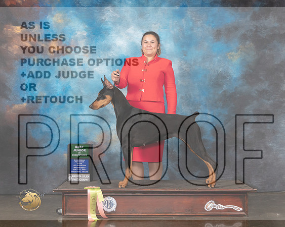 Doberman  PInscher #10 Wed BJrSweeps Judge Randy Garren-MMJ_0738-HOUSTON21-HR3
