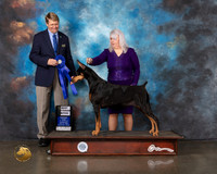 Doberman Pinscher #24 Wed BVB Judge Randy Garren