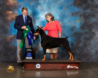 Doberman Pinscher #30 Wed BV Judge Randy Garren