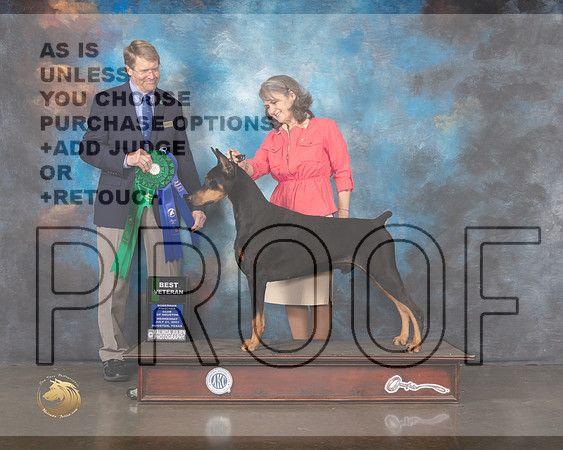 Doberman Pinscher #30 Wed BV Judge Randy Garren-MMJ_0426-HOUSTON21-HR3