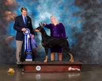 Doberman Pinscher #31 Wed WD BOW Judge Randy Garren