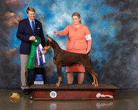 Doberman Pinscher #7 BP Reserve Judge Randy Garren