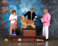 English Cocker Spaniel  #21 Wed BOS Judge Donna O'Connell