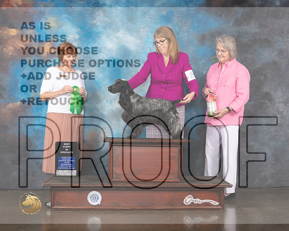 English Cocker Spaniel #24 Wed BP Judge Donna O'Connell-MMJ_0348-HOUSTON21-HR3