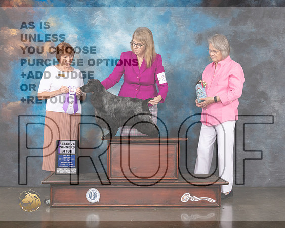 English Cocker Spaniel #28 Wed RWB Judge Donna O'Connell-MMJ_0354-HOUSTON21-HR3