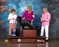 English Cocker Spaniel #28 Wed RWB Judge Donna O'Connell